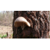Мицелий Вешенки одиночной / Вешенка покрытая (Pleurotus calyptratus) Мицелий Вешенки одиночной / Вешенка покрытая (Pleurotus calyptratus)